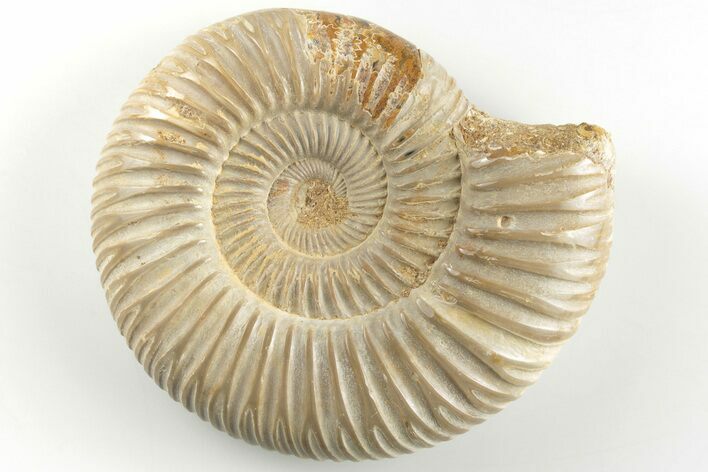 Polished Jurassic Ammonite (Perisphinctes) - Madagascar #203865